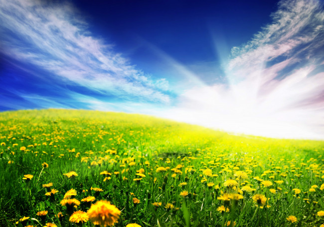 Обои картинки фото природа, луга, поле, солнце, небо, цветы