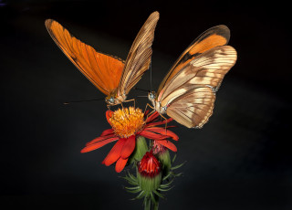 Картинка животные бабочки +мотыльки +моли