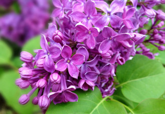 Картинка цветы сирень ветка фиолетовые листья природа весна