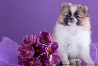 Картинка животные собаки шпиц цветы милый