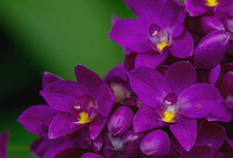 Картинка цветы орхидеи лепестки макро лиловый орхидея