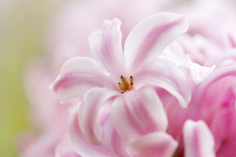 Картинка цветы гиацинты гиацинт макро розовый