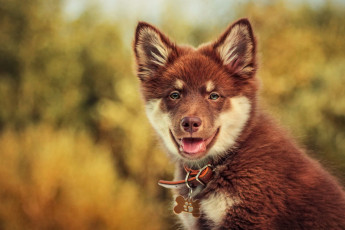 Картинка животные собаки боке финский лаппхунд взгляд собака