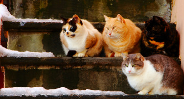 Картинка животные коты квартет кошки ступеньки