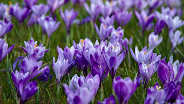Картинка цветы крокусы шафран весна фиолетовый