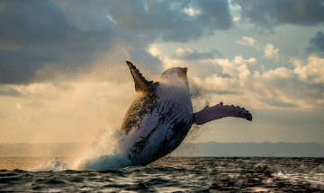 Картинка животные киты +кашалоты подводный мир млекопитающие океан кит выпрыгивает из воды