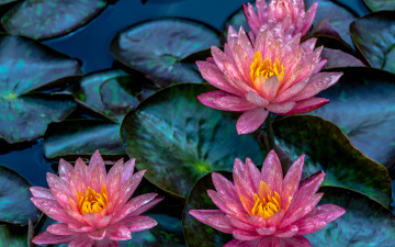 Картинка цветы лилии+водяные +нимфеи +кувшинки листья лилии нимфея водяная лилия