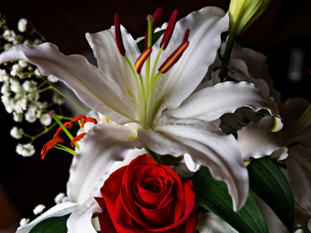 Обои картинки фото цветы, разные вместе, роза, лилия