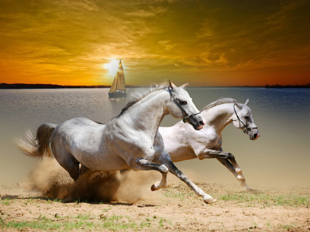 Обои картинки фото животные, лошади, кони, белые, закат, парусник, яхта, набережная, берег