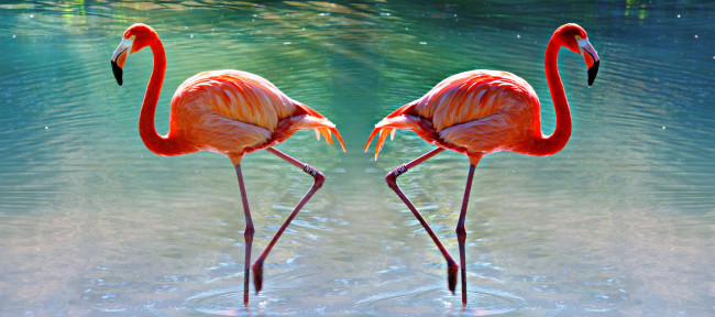 Обои картинки фото животные, фламинго, птицы