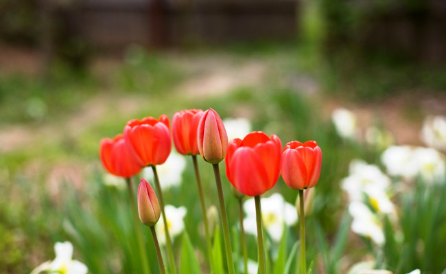 Обои картинки фото цветы, тюльпаны, бутоны, красные, сад, нарциссы