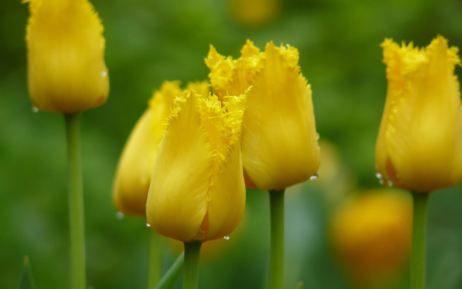 Обои картинки фото цветы, тюльпаны, весна, фокус, капли, бутоны, желтый, макро