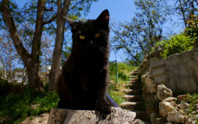 Обои картинки фото животные, коты, кот, кошка, черный, взгляд, пень, ступени
