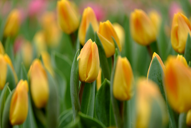 Обои картинки фото цветы, тюльпаны, капли, бутоны, желтый, макро, весна, фокус