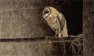 Картинка рисованное животные сидит птица ветка дерево филин сова