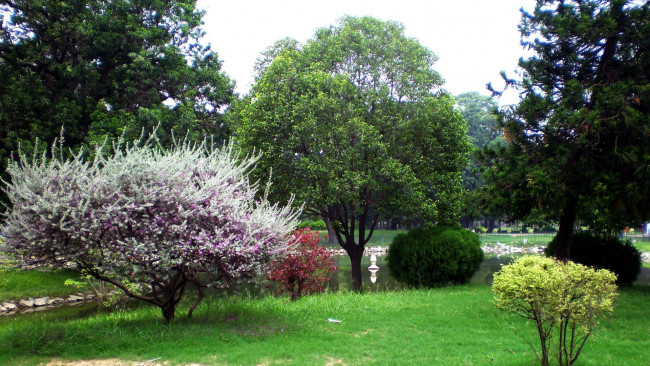 Обои картинки фото природа, парк, лужайка, цветение, пруд, весна, деревья