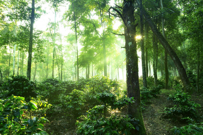 Обои картинки фото природа, лес, mt, kelimutueast, nusa, tenggaraindonesiaостров, флоресвосточная, нуса, тенггараиндонезиялесдеревьяпейзаж