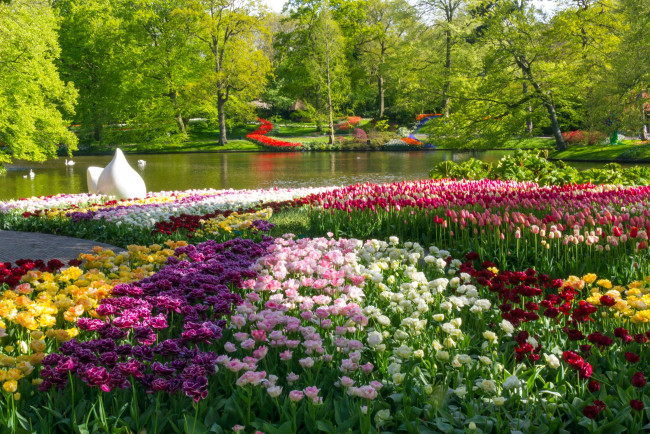 Обои картинки фото природа, парк, тюльпаны, пруд, весна