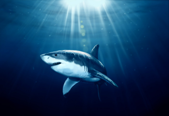Обои картинки фото рисованное, животные, море, вода, хищник, рыба, shark, акула