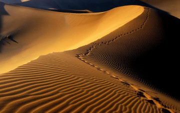 обоя природа, пустыни, дюны, следы, песок