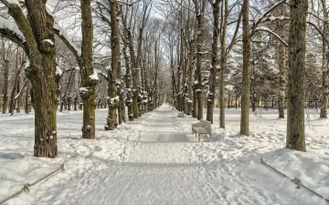 Картинка природа зима saint petersburg federal city russia pushkinskiy