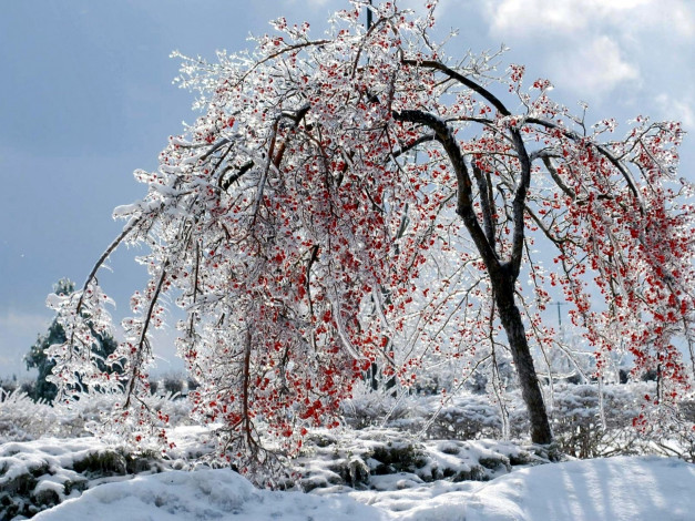 Обои картинки фото природа, зима, дерево, ягоды, иней