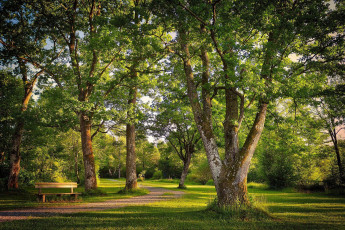 обоя природа, парк, аллея, деревья, скамейка