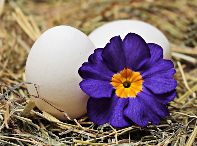 Обои картинки фото праздничные, пасха, яйца, цветок, солома