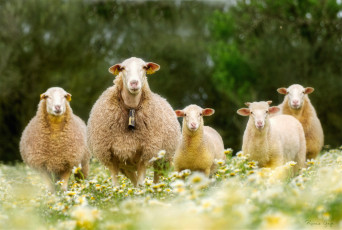 Картинка животные овцы +бараны