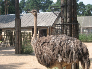 Картинка straus животные страусы