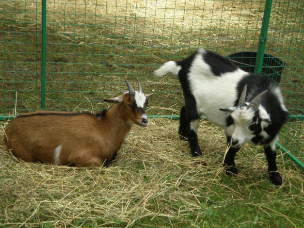 Обои картинки фото kozljata, животные, козы