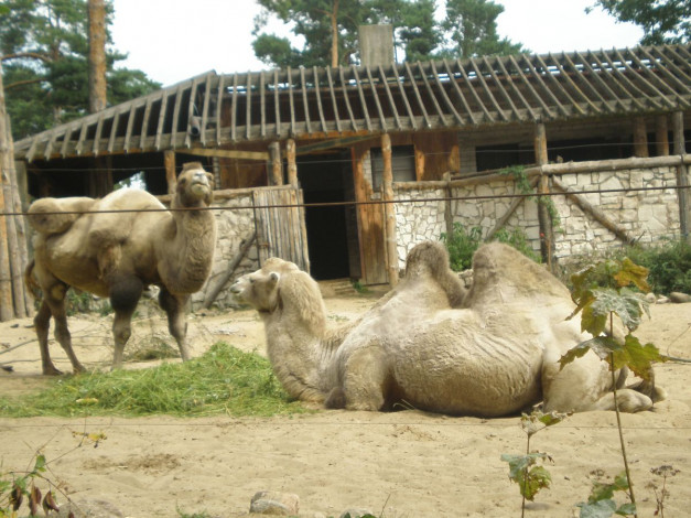 Обои картинки фото verbljud, животные, верблюды