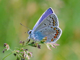 Картинка животные бабочки голубянка крылья