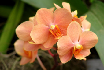 Картинка цветы орхидеи оранжевый ветка