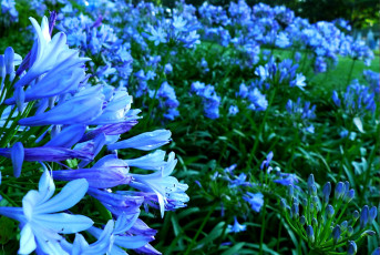 обоя цветы, агапантус, африканская, лилия, синий