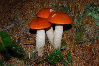 Картинка природа грибы подосиновики иголки