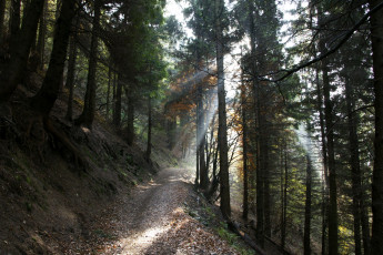 Картинка природа лес италия торно ломбардия