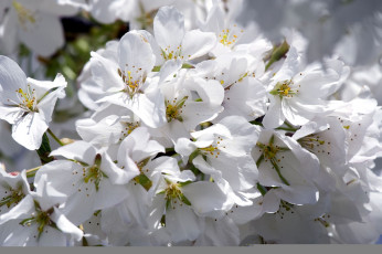 Картинка цветы цветущие деревья кустарники белый цветение