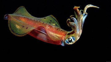 Картинка цветной кальмар животные морская фауна моллюски головоногие