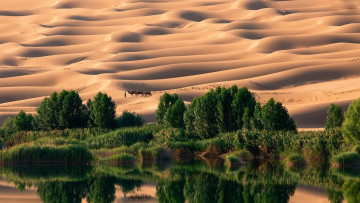 обоя природа, пустыни, вода, оазис, песок, деревья, пустыня