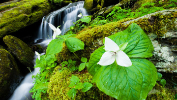 Картинка природа водопады вода листья цветок