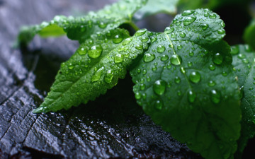 Картинка fresh mint leaves природа макро листья роса свежесть