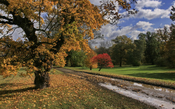 Картинка природа дороги деревья дорога лужа осень