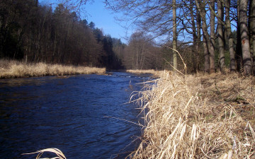 Картинка природа реки озера весна река лес