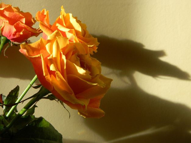 Обои картинки фото цветы, розы, тень