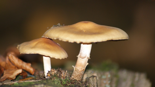 Обои картинки фото природа, грибы, шляпки