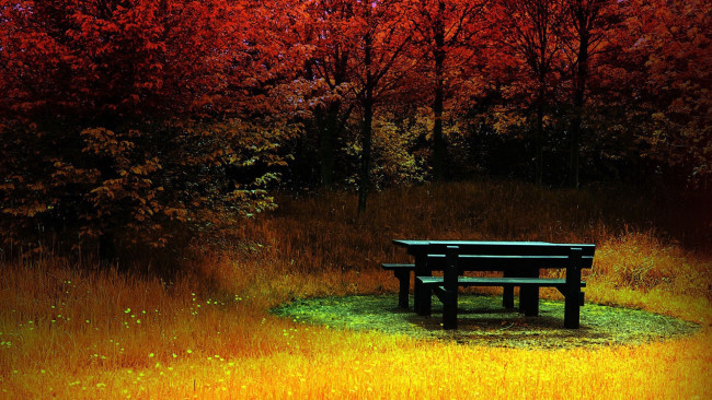 Обои картинки фото природа, лес, желтая, трава, скамейка, лужайка, багряный