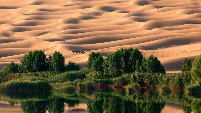 Обои картинки фото природа, пустыни, вода, оазис, песок, деревья, пустыня
