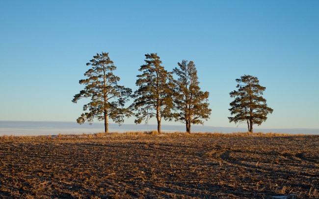 Обои картинки фото природа, деревья, утро, поле