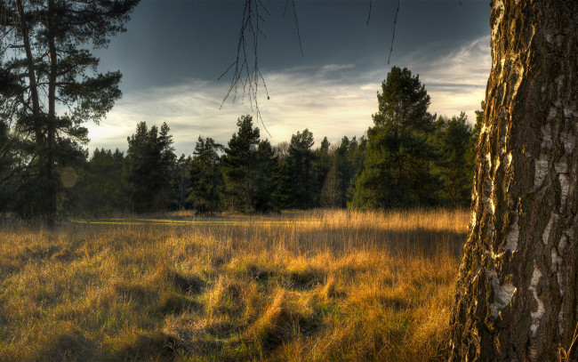 Обои картинки фото природа, лес, береза, небо, сухая, трава, ели, деревья